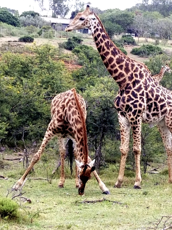Downward Giraffe Affrica