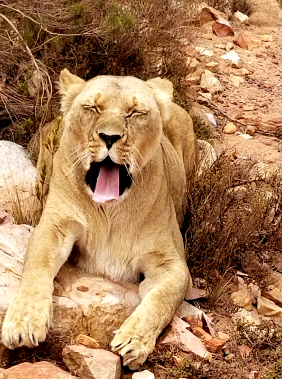 yawning lioness Africa