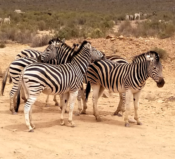 zebras-Africa