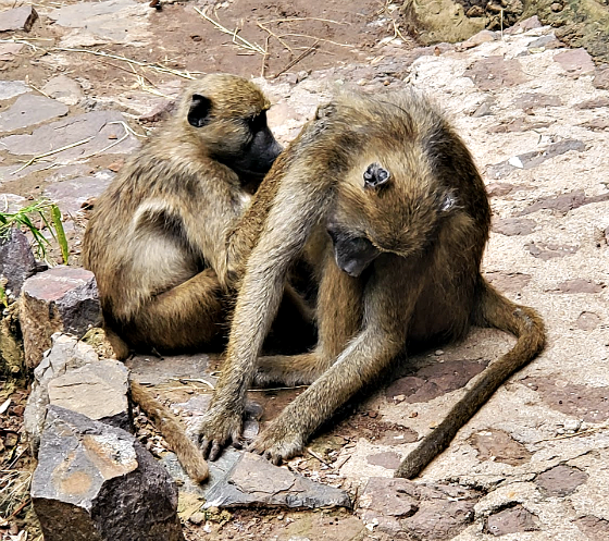 grooming baboons in Zambia