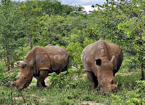 Rhino's at Victoria Falls