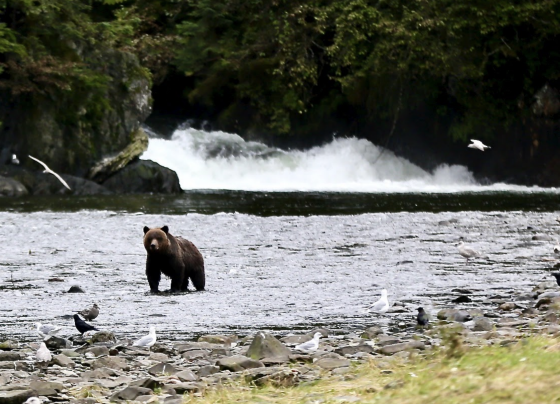 grizzly bear Alaska