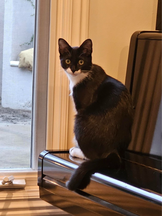 Beans the Cat