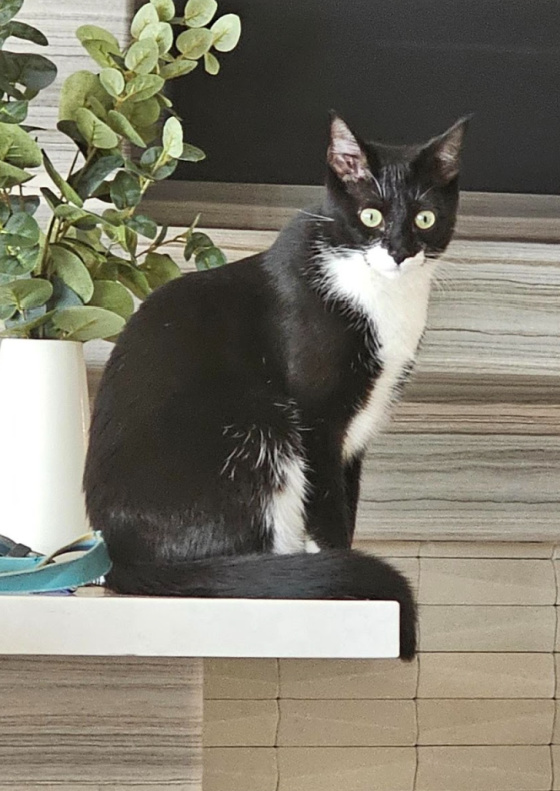 Bean's the Cat on a Shelf