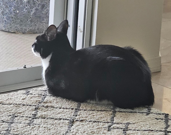 Beans the Cat Resting