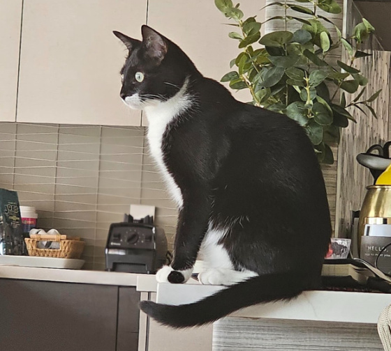 What is Beans the cat Looking A