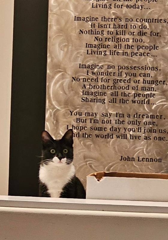 John Lennon quote with Beans the Cat
