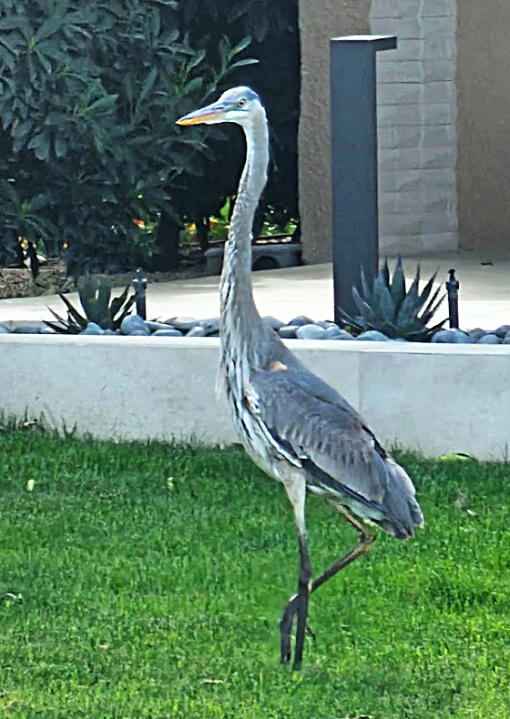 Blue Heron and Egret