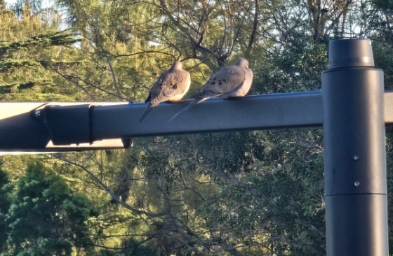 Love Birds
