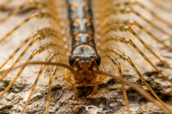 The Centipede Dilemma