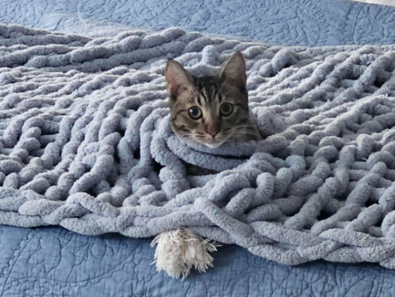 ACE the cat 2024