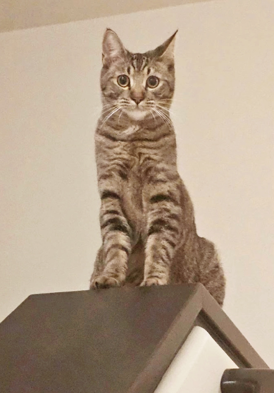 Ace the cat
