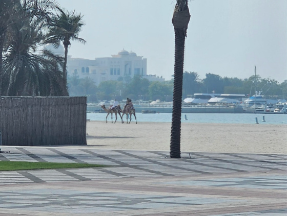 Abu Dhabi for a one-day conference Camels at break