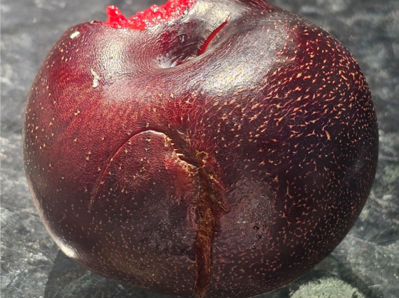 the plum