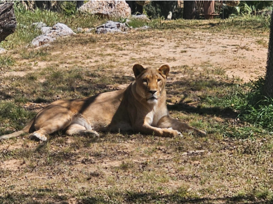 Barcelona Zoo Lioness