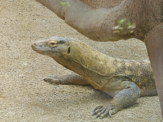 Barcelona Zoo - Kimono Dragon