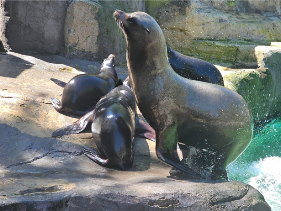 Seals Barcelona Zoo